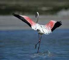 iran,shiraz,bakhtegan lake,bird